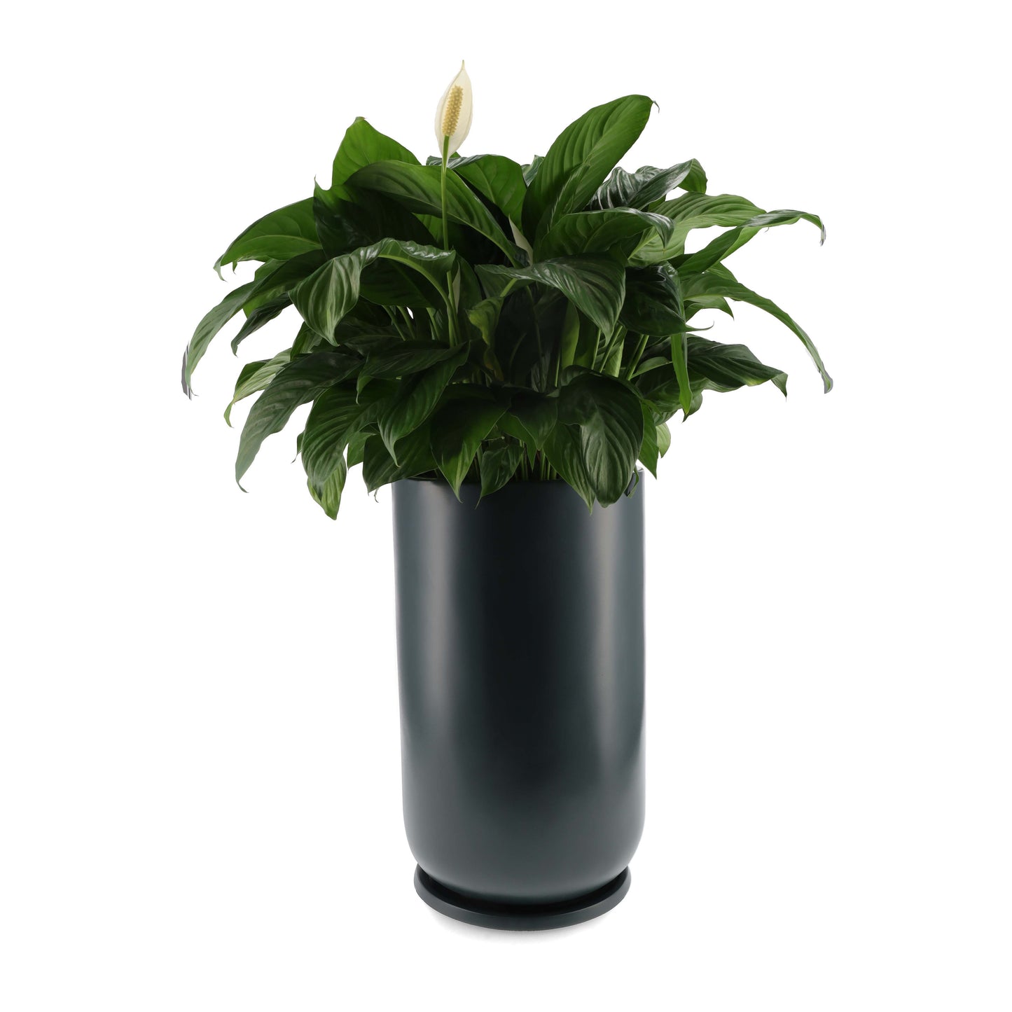 Folha Planter