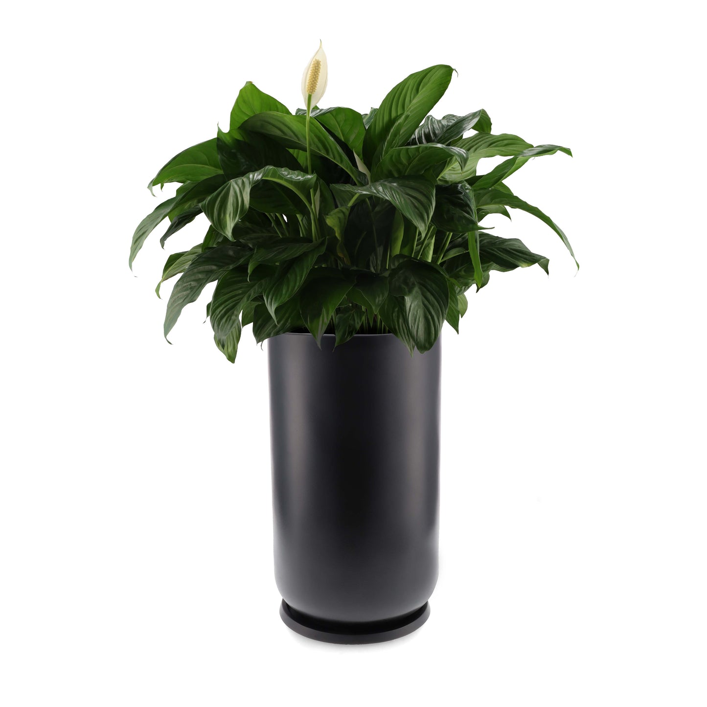 Folha Planter